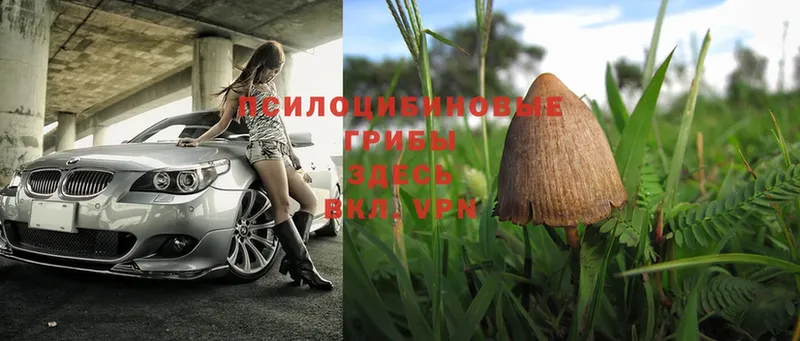 где продают   Кологрив  Галлюциногенные грибы Magic Shrooms 